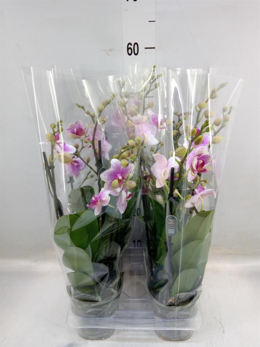 <h4>Phalaenopsis 'Ant Rotterdam'</h4>