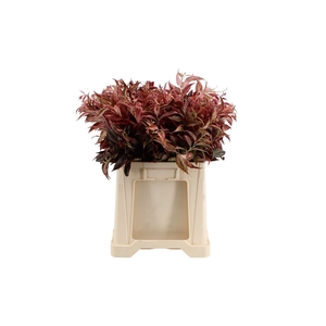 Leucothoe Rood
