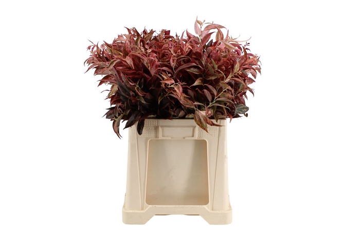 <h4>Leucothoe Groen/rood 50 Cm</h4>