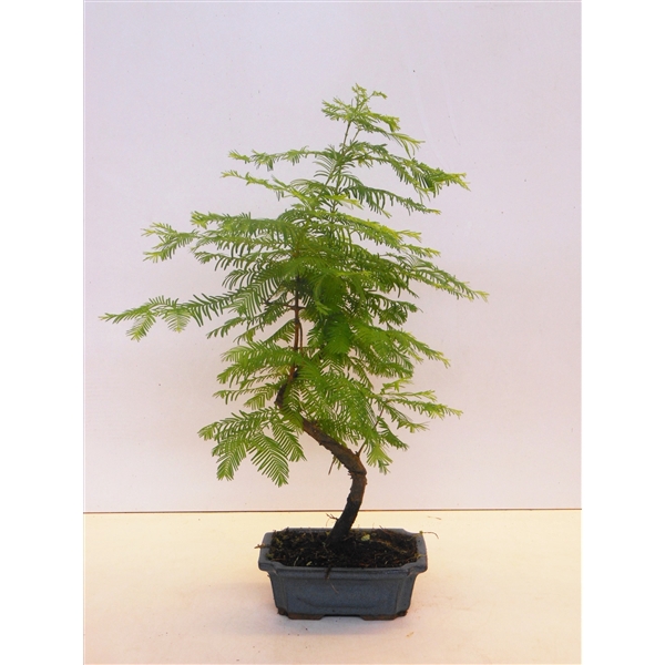 <h4>Metasequoia glyptostroboides 19cm shape, without drip tray</h4>