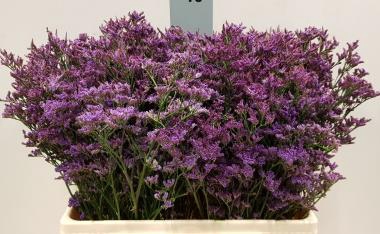 <h4>LIM SAF DARK BLUE</h4>