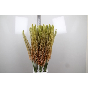 Eremurus Emmy Ro