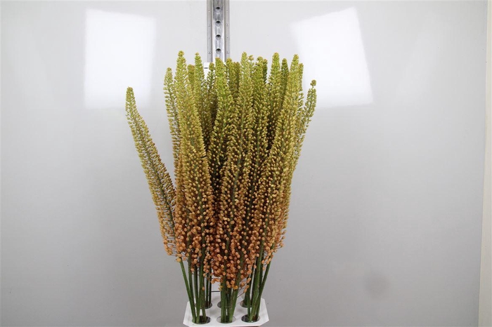 <h4>Eremurus Emmy Ro</h4>