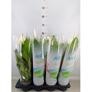 Spathiphyllum  'Strauss'
