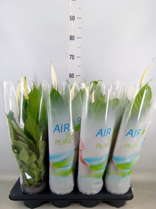 <h4>Spathiphyllum  'Strauss'</h4>