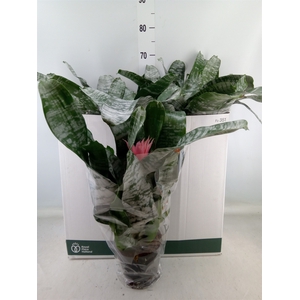 Aechmea fasciata 'Primera'