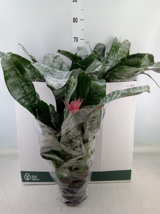 <h4>Aechmea fasciata 'Primera'</h4>