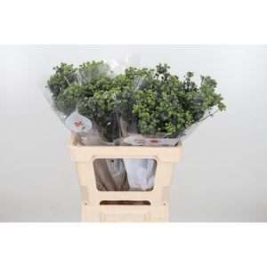 Eryng Pl Mag Purp St