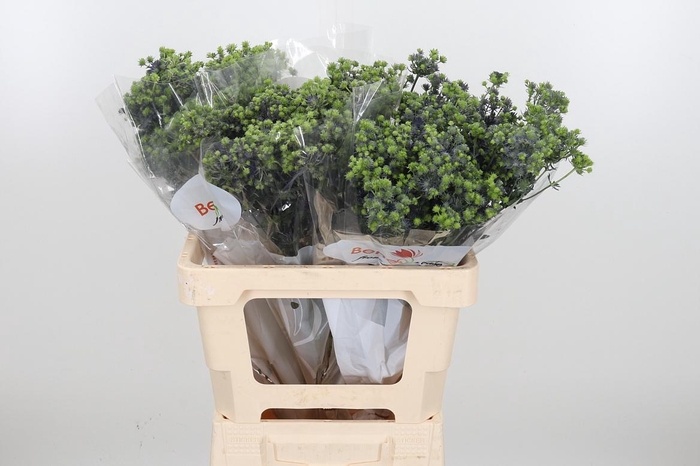 <h4>Eryng Pl Mag Purp St</h4>