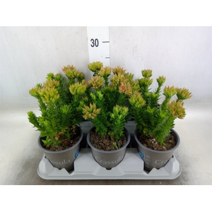Crassula coccinea