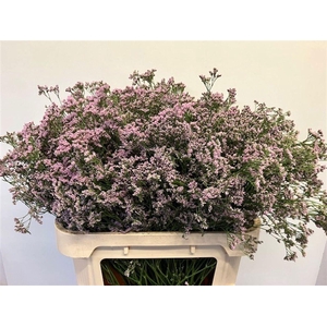 Limonium 'Safora Oshi Pink'