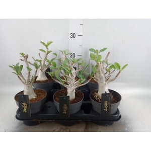 Adenium NB 'Ansu Baobab'