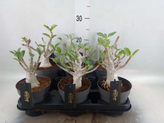 <h4>Adenium NB 'Ansu Baobab'</h4>