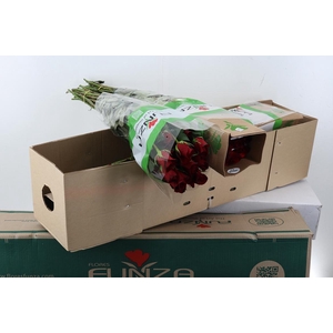 R Gr Freedom BOX 70cm Funza