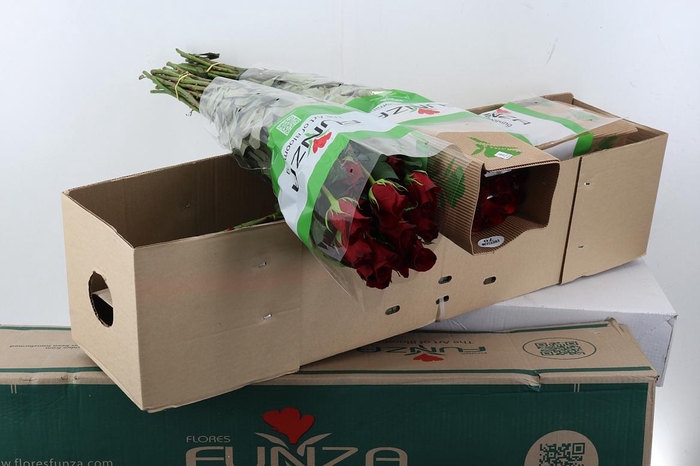 <h4>R Gr Freedom BOX 70cm Funza</h4>