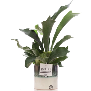 Platycerium Bif. in P&PURE Illusion ceramics