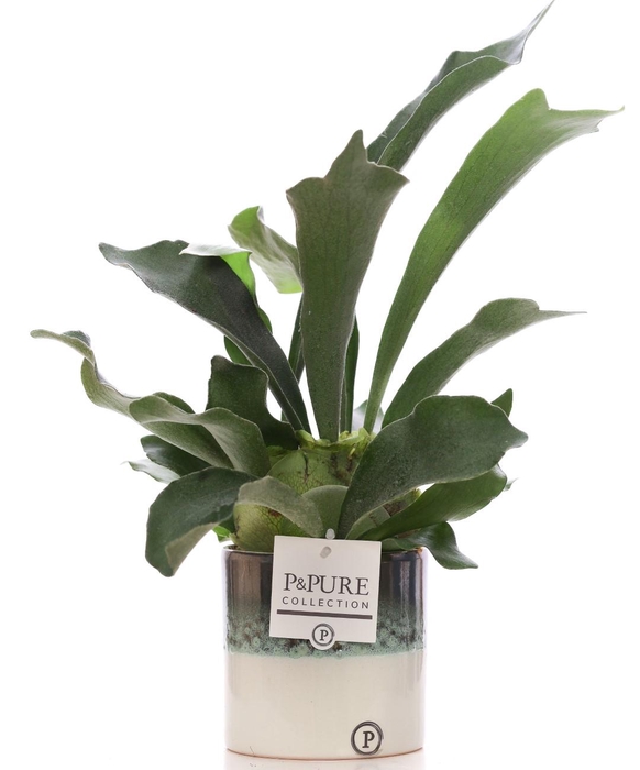 <h4>Platycerium Bif. in P&PURE Illusion ceramics</h4>