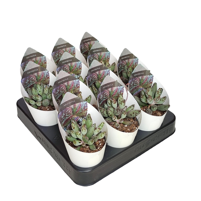 <h4>Adromischus Festivus Potcover</h4>