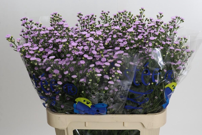 Aster Baby Pink Pearl