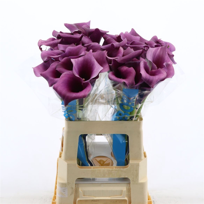 <h4>Calla Purple Moon</h4>