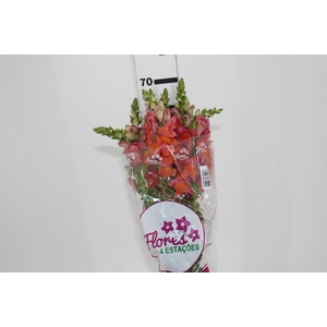 BOCA DE LEAO MONACO ORANGE 080 CM LARANJA