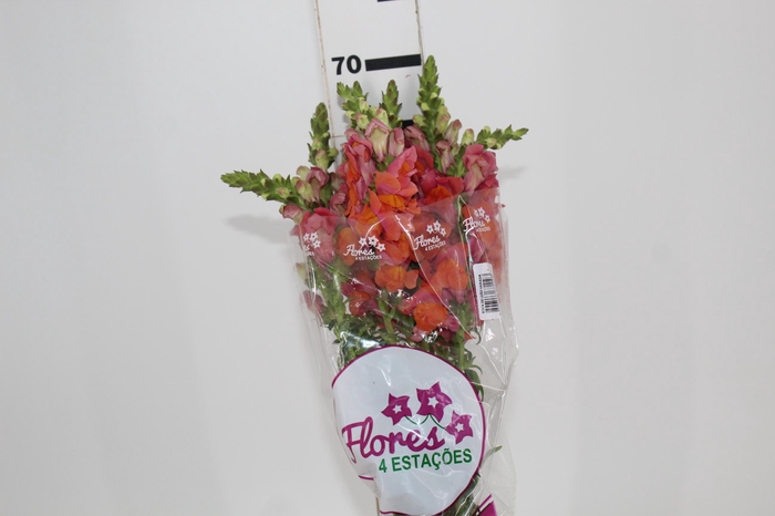 <h4>BOCA DE LEAO MONACO ORANGE 080 CM LARANJA</h4>