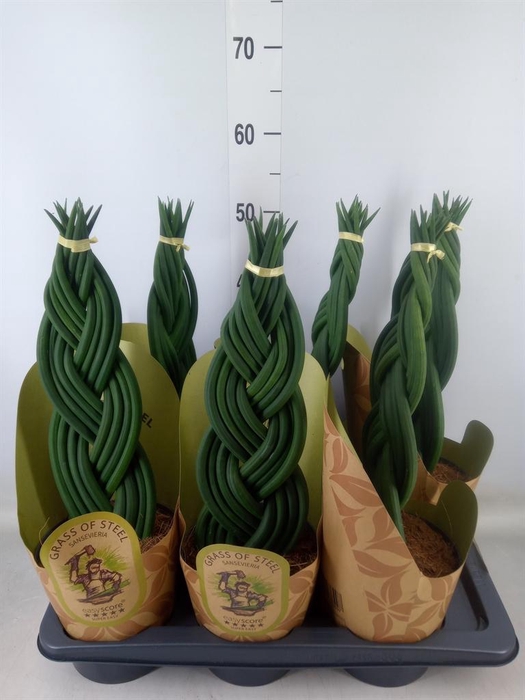 <h4>Sansevieria cyl. ...</h4>