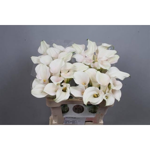 Calla Captain Ventura Kallaland