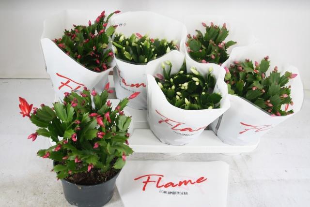 <h4>SCHLUMB FLAME GEM</h4>