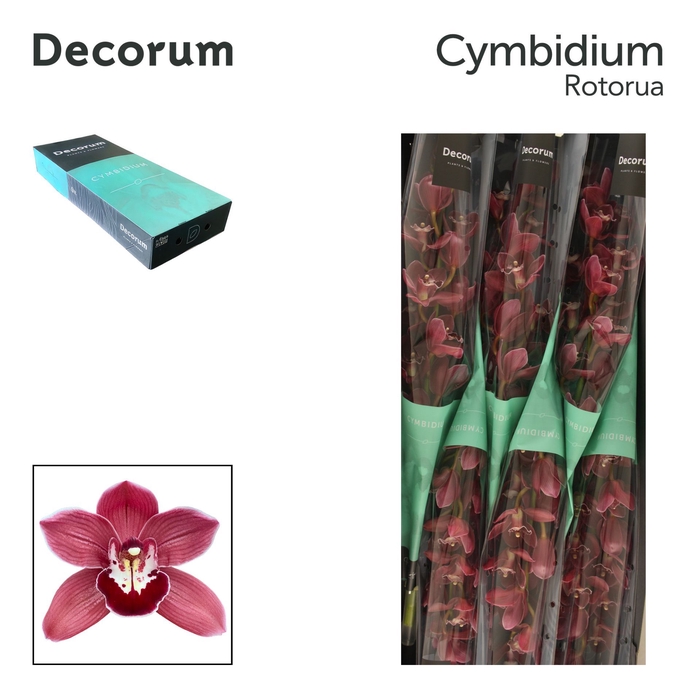 <h4>CYMB T ROTORUA Decorum 60cm</h4>