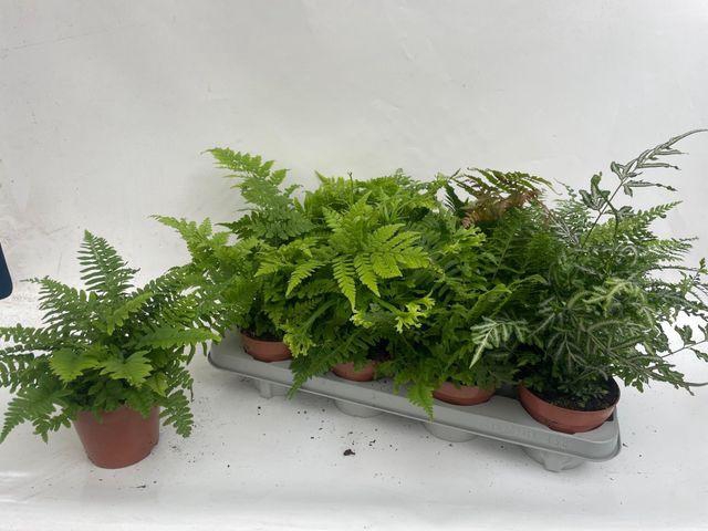 <h4>FERNS MIX P12</h4>