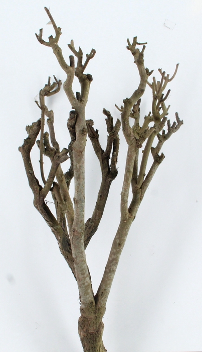 <h4>SERINGENSTRONK</h4>