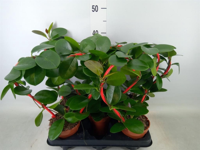 <h4>Hoya australis</h4>