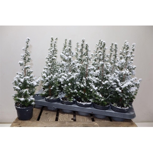 Cham Th Top Point + Snow