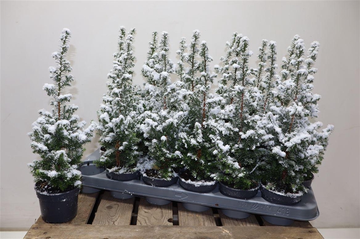 <h4>Cham Th Top Point + Snow</h4>