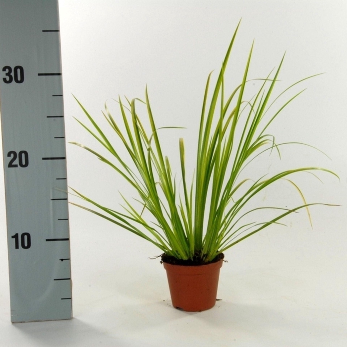 <h4>Acorus gramineus Ogon</h4>