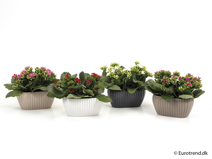 <h4>KALANCHOE BLOSSF P6X2  E 2100 NEW LOOK</h4>