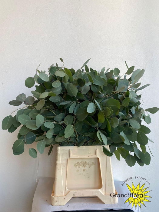 <h4>Populus Long Extra</h4>