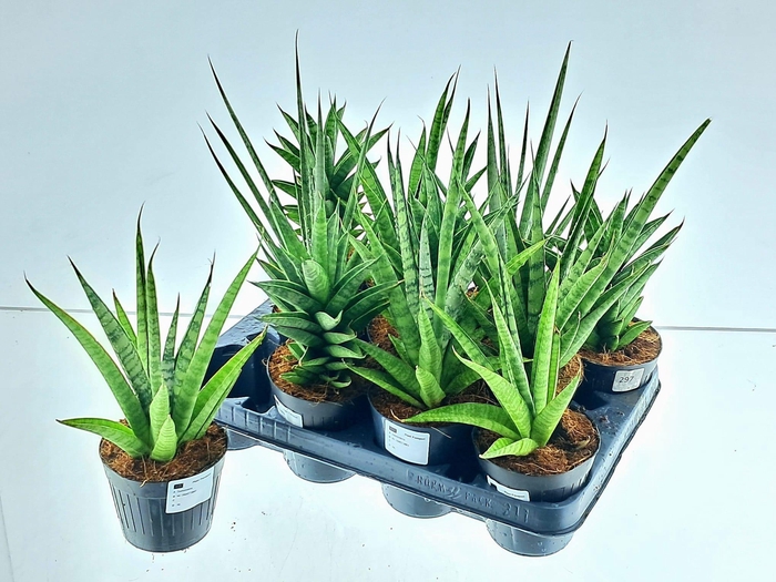 Sansev Cylindrica Ov