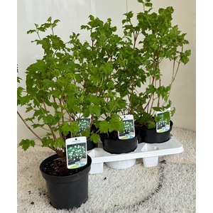 VIBU OP ROSEUM stock