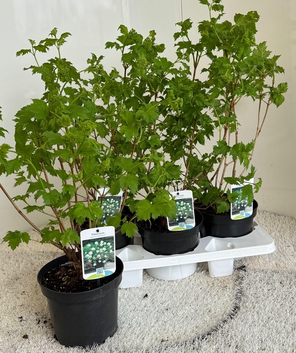 <h4>VIBU OP ROSEUM stock</h4>