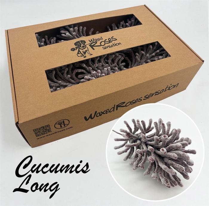 <h4>Zijde Cucumis Lang Icy Burgundy Wx</h4>