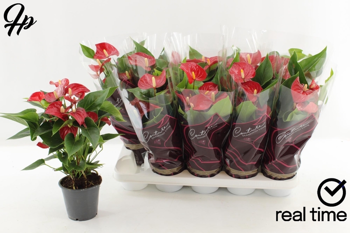 <h4>ANTHU AN MICRA</h4>