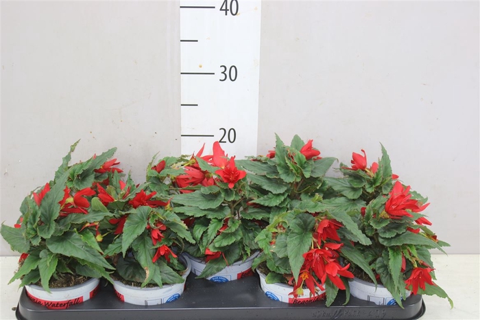 <h4>Begonia Beavillia Red</h4>