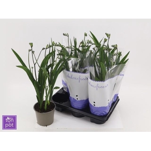 FREESIA OV