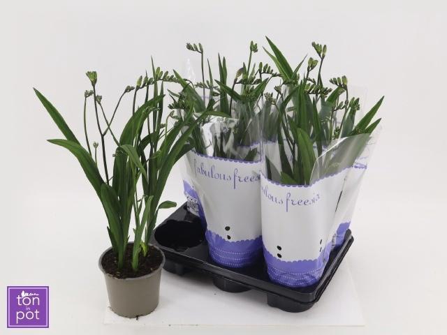 <h4>FREESIA OV</h4>