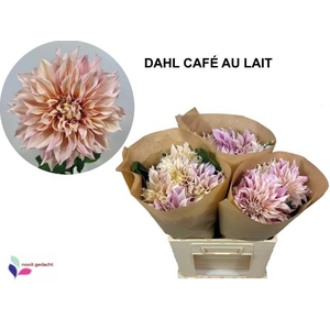 DAHL CAFE AU LAIT