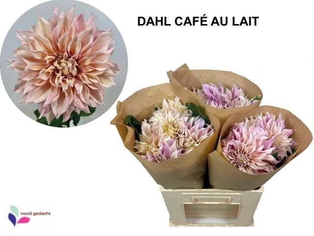<h4>DAHL CAFE AU LAIT</h4>