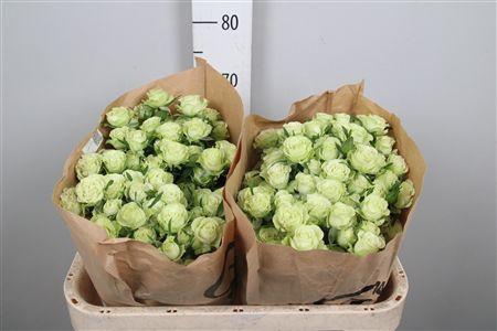 <h4>R Tr Limousine</h4>