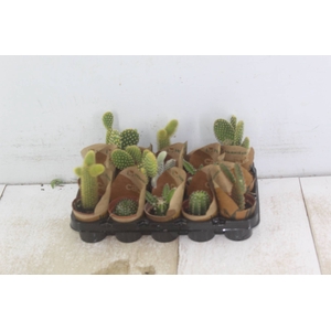 CACTUS MINI P06